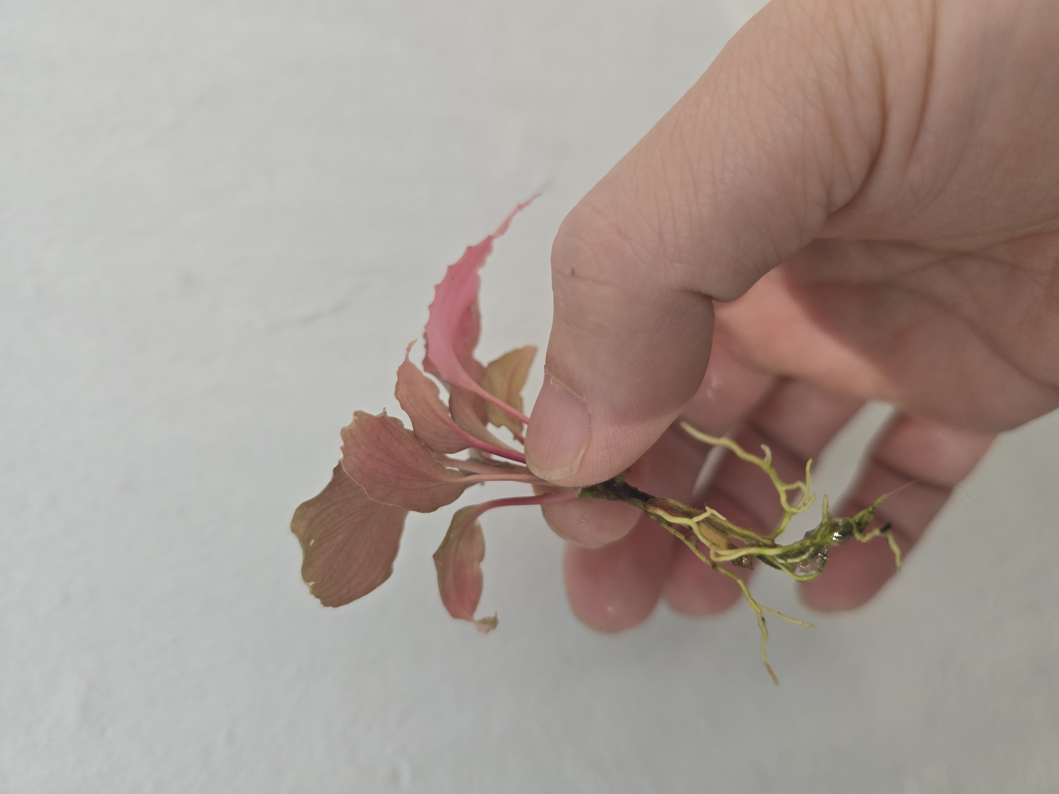 Homalomena sp. Platinum Select